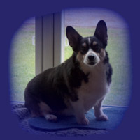 Nicki - Official Farm Greeter